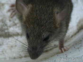'The normal food sources were taken away': Pest expert sees increase in rat problems during pandemic - Nation.Cymru