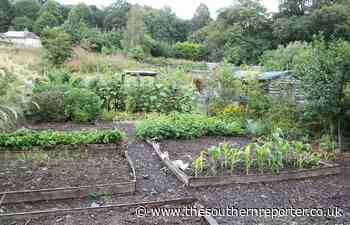 Council digs up new community food growing strategy - The Southern Reporter