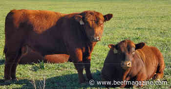 Bull breeding soundness should be tested after freeze
