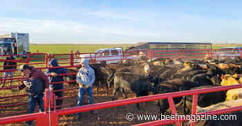 Load'em up: From pasture to feedyard