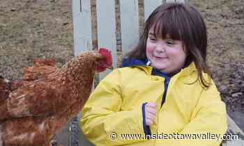 'The sky is not going to fall in': Carleton Place council approves backyard hens - Ottawa Valley News