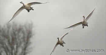 Book Review: ‘A World on the Wing,’ by Scott Weidensaul