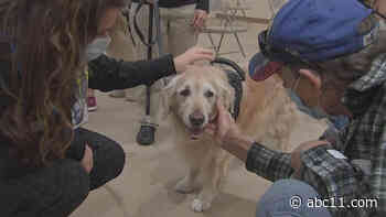 Therapy Dogs provide support to COVID-19 vaccine site workers