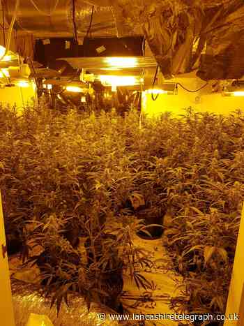 Police joke about 'like and share to win' option after finding cannabis farm in Burnley home