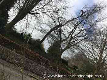 Clitheroe Castle tree felled in 2-hour operation