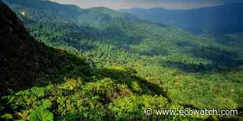 Coffee Pulp Speeds up Forest Restoration, Study Finds - EcoWatch