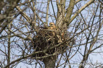Protecting eggs, nesting hawk attacks River Forest residents - Wednesday Journal
