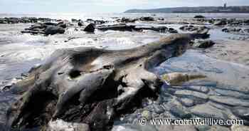 Lowest tide of the year uncovers submerged ancient forest - Cornwall Live