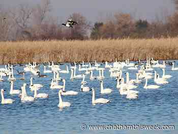 Birds Canada wants forest conservation bylaw in Chatham-Kent - Chatham This Week