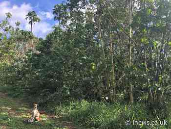 Coffee waste could “jump start” tropical forest growth on deforested land, research shows - iNews