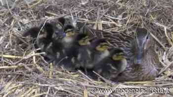 Ghiro e anatroccoli salvati al Pettirosso di Modena. VIDEO - modenaindiretta.it