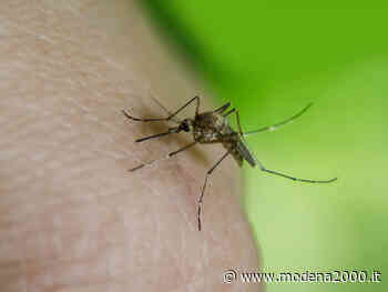 Zanzare, a Modena al via la campagna contro la proliferazione - Modena 2000