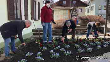 Pflanzaktion in Lam - OGV holt den Frühling in den Ort - idowa