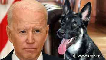 President Biden's Dog Major Has Another Biting Incident