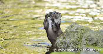 Warum spielen Otter eigentlich mit Steinen? - Berliner Zeitung