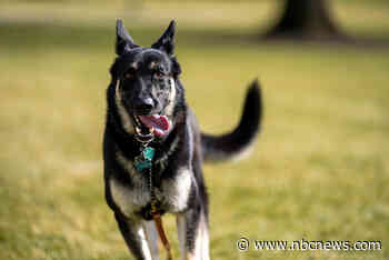 'Major is still adjusting': New White House trouble hounds Biden's dog