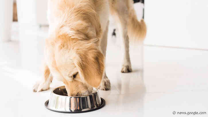 Midwestern Pet Foods issues recall for salmonella concerns - Fox Business