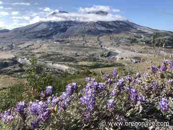 Debate erupts over road across Mount St. Helens blast zone - OregonLive