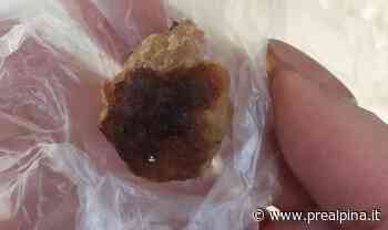 Samarate: ancora polpette avvelenate - La Prealpina