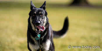 Bidens' dog Major involved in a second nipping incident at White House