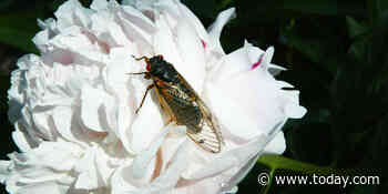 Billions of Brood X cicadas will return to swarm parts of the US this summer