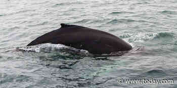 See how whales are thriving in quieter oceans during the coronavirus pandemic