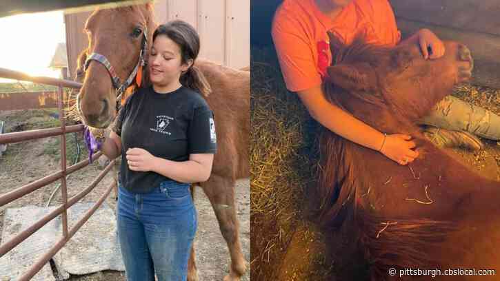 Beaver County Teenager Says Someone Is Harassing, Shooting At Her Horses And Mules