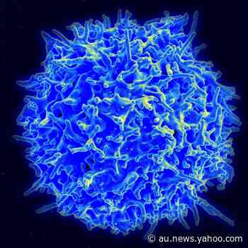 Killer T cells boost immunity to coronavirus variants: study - Yahoo News Australia