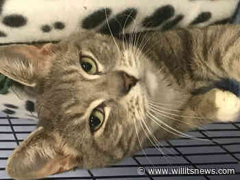 Pet of the week: Meet Adele - The Willits News