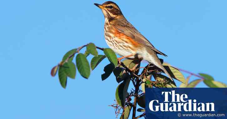 Country diary: the last of the redwings slip away | Lev Parikian