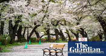 Japan's cherry blossom bloom - in pictures
