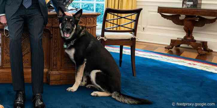 White House says Major Biden was involved in another biting incident while on a walk