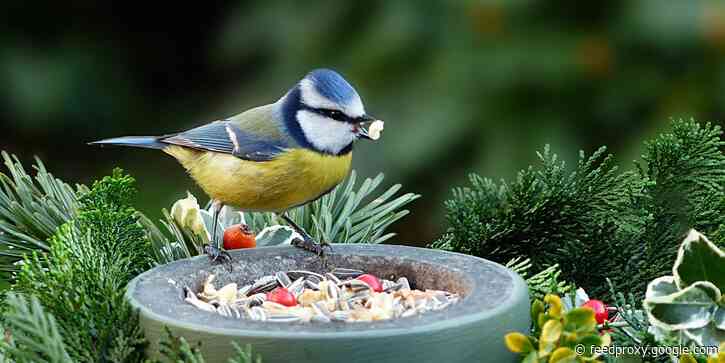 The 6 best wild bird seeds and food of 2021