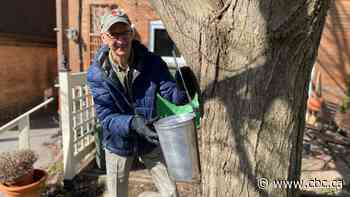 This Toronto neighbourhood comes together every year to make maple syrup