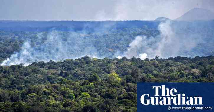 Destruction of world's forests increased sharply in 2020