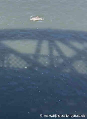 'Dolphin' spotted in the River Thames near Barnes Bridge