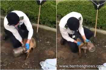 Fox rescued after getting head stuck in plastic bottle - Barrhead News