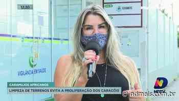 Prefeitura de Imbituba realiza campanha de fiscalização e combate ao Caramujo Africano - ND Mais