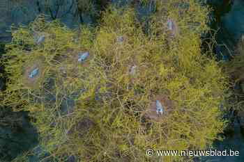 Reigerskolonie broedt op amper 300 meter van kerk Mespelare en dat levert fraaie plaatjes op<BR />