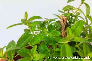 In pochi conoscono questa favolosa erba aromatica - Proiezioni di Borsa