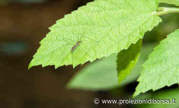 Come creare un potente spray antizanzara con l’erba aromatica regina della cucina mediterranea - Proiezioni di Borsa