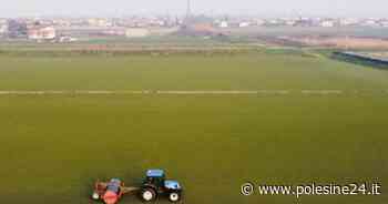 L'erba della Serie A nasce qui - La Voce di Rovigo - La voce di Rovigo