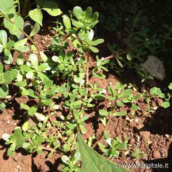 Portulaca: proprietà e benefici dell'erba magica - Il Digitale