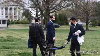 President Biden's Dog Major Still at White House After New Biting Incident
