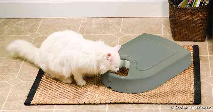 6 of the best automatic cat feeders to keep your pet fed and happy