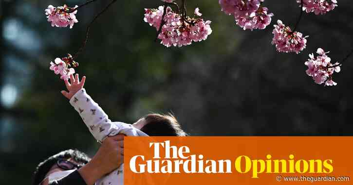 The Guardian view on cherry blossom: lessons from fragile, fleeting beauty