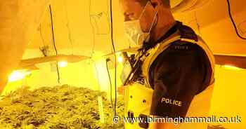 Arrest after suspect 'tried run from' secret £100k cannabis factory in Dudley - Birmingham Live