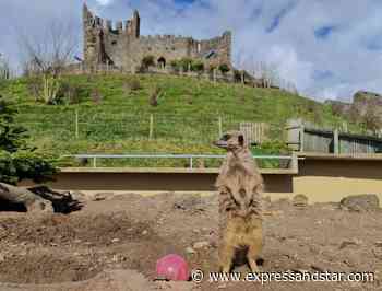 Dudley Zoo and Castle ready for reopening next month - expressandstar.com