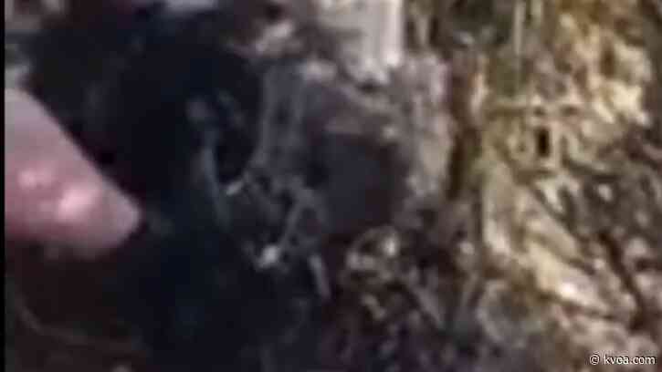 Javelina rescued, treated after spotted with entrapped snout