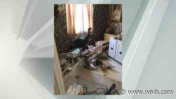 Turkey breaks into Erie County woman's home leaving damage in its path